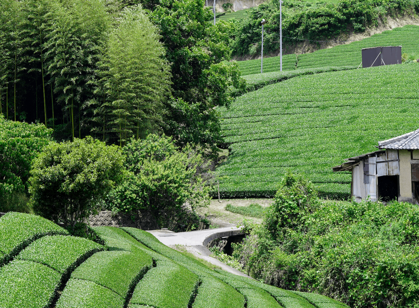 Kirokuen tea farm