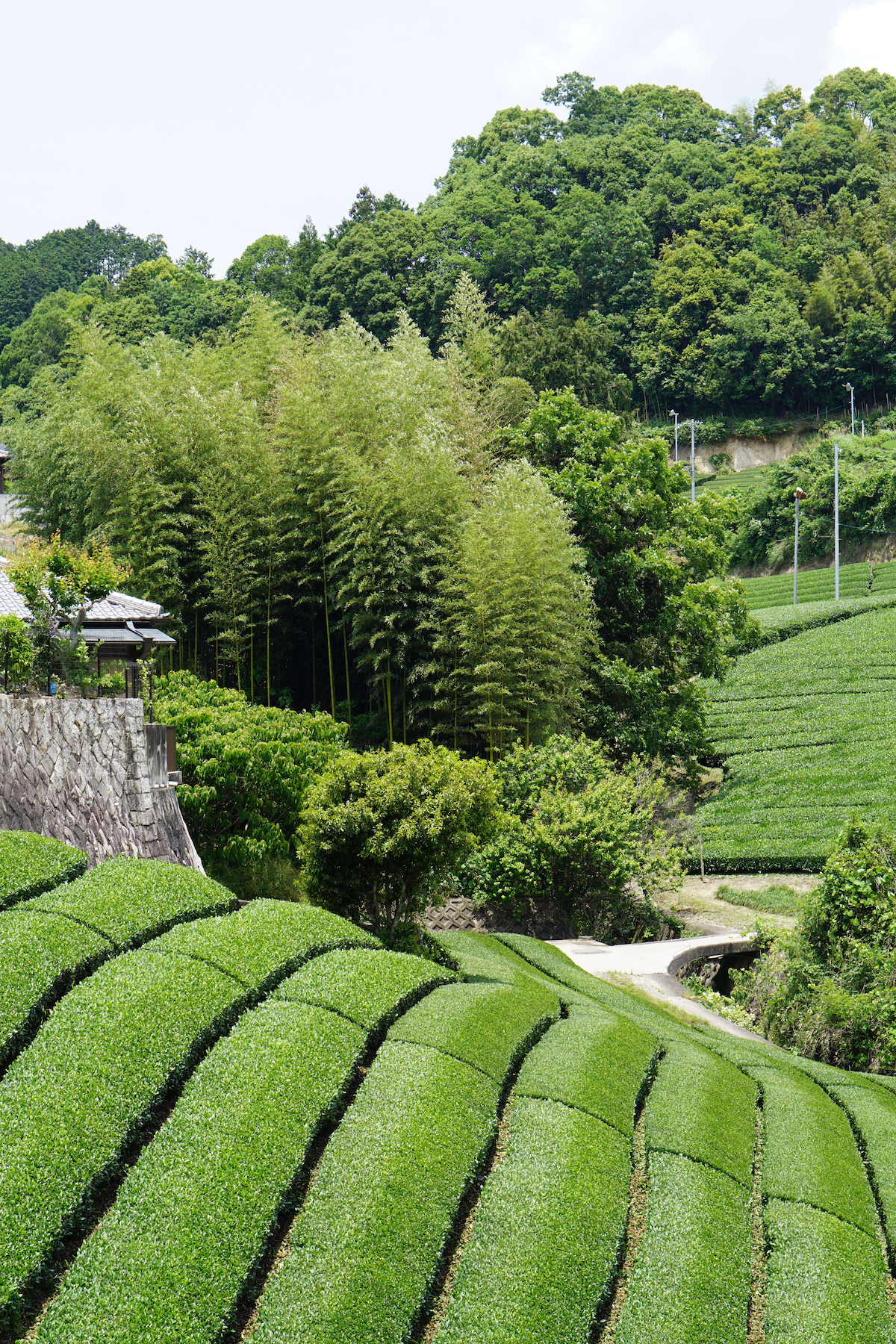 Wazuka tea farm hillside