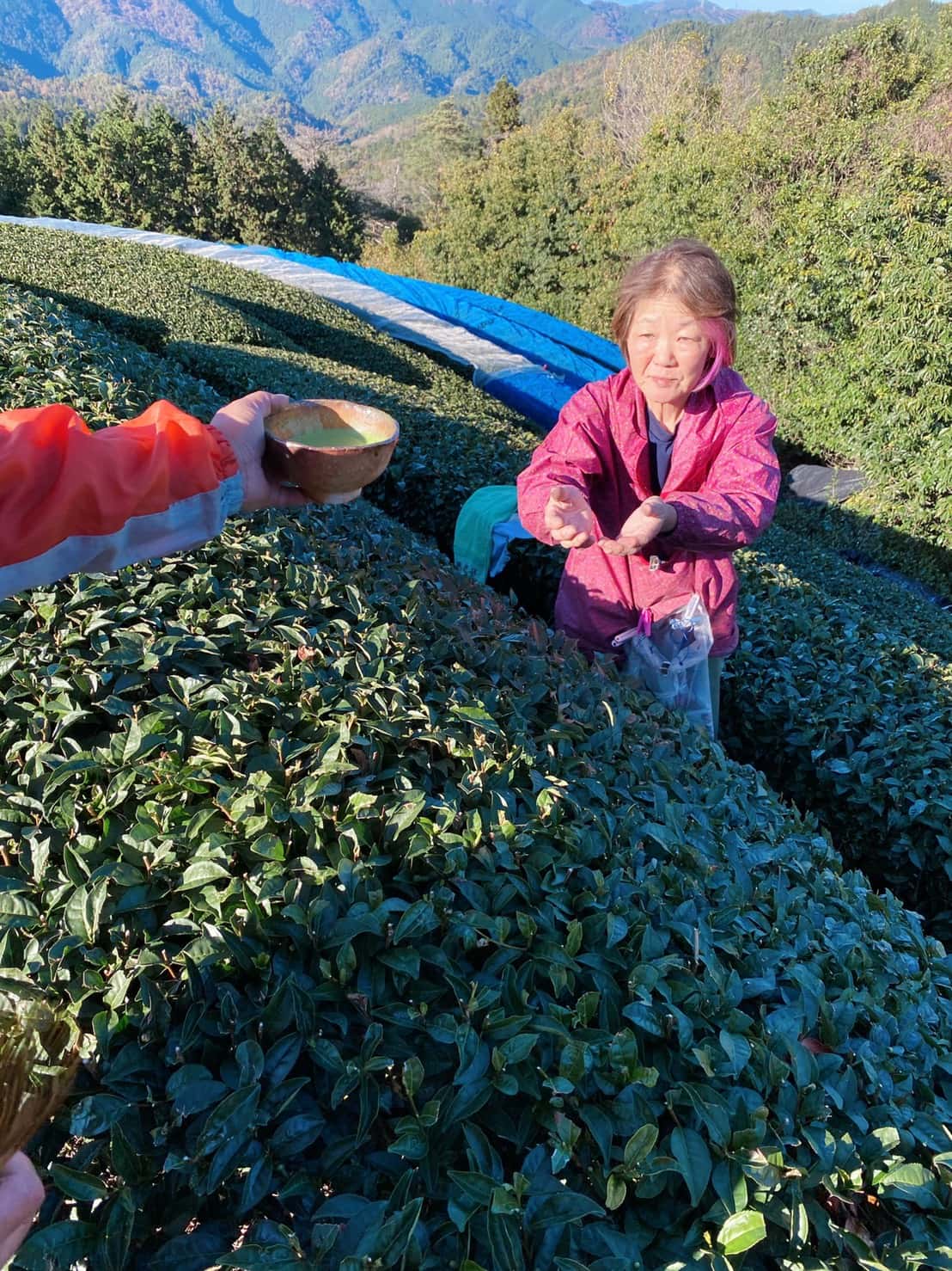 Working on the tea farm