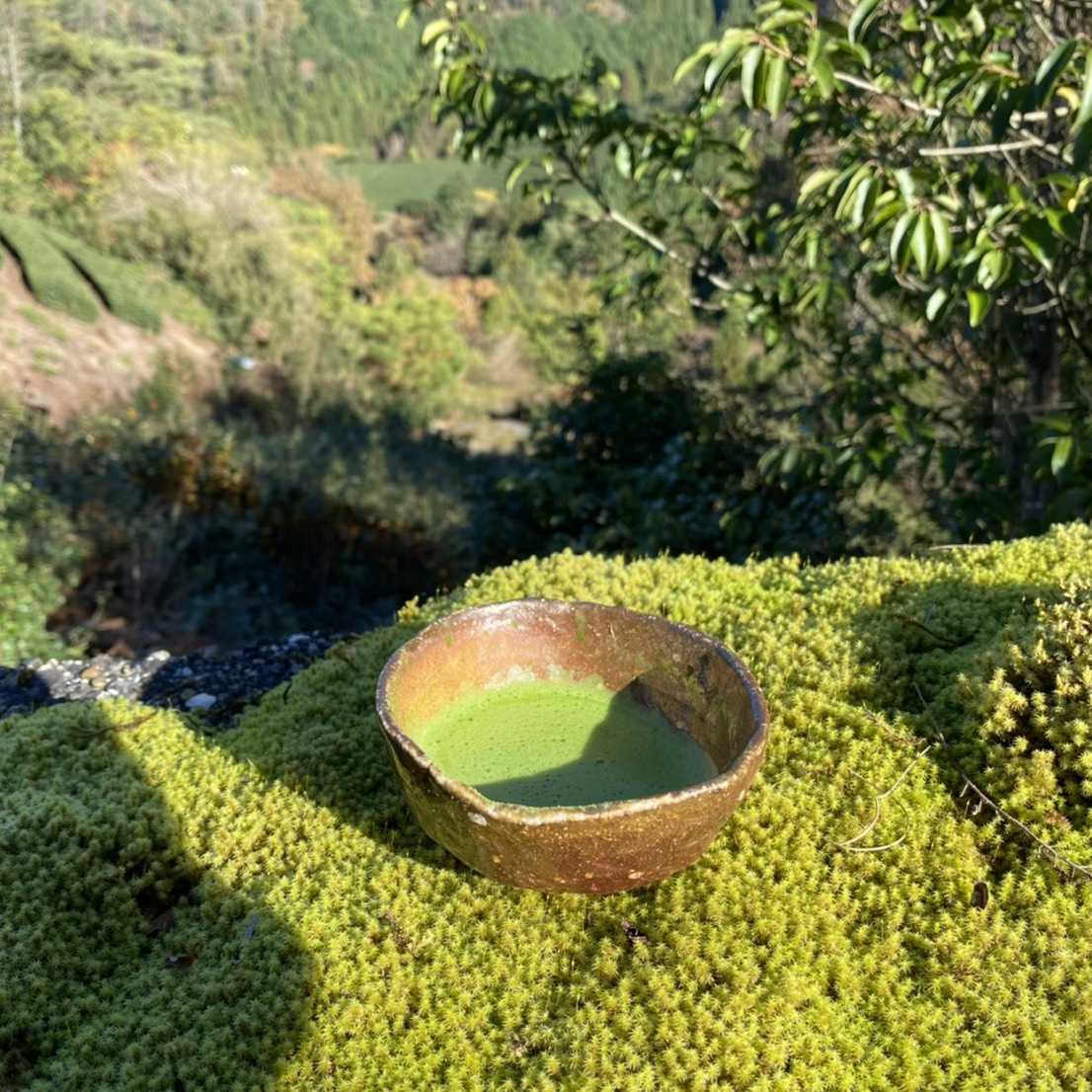 Matcha tea in a bowl on top of a tea bush