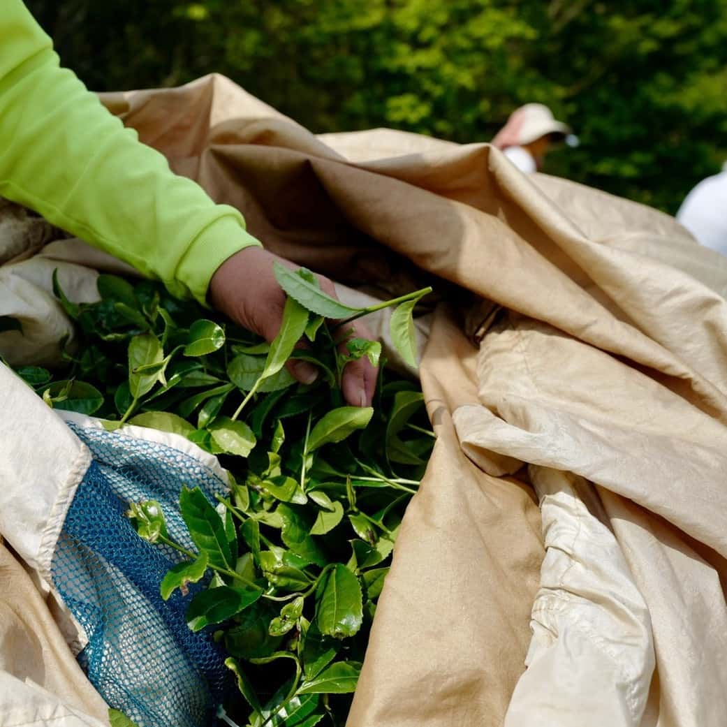 Fresh tea leaves