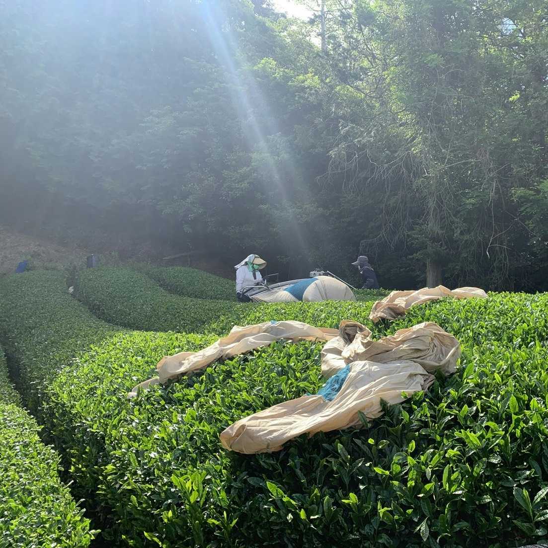 Women harvesting tea