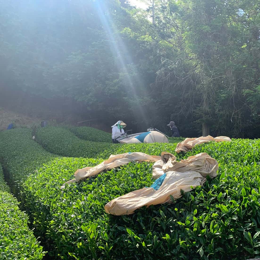 Women harvesting tea