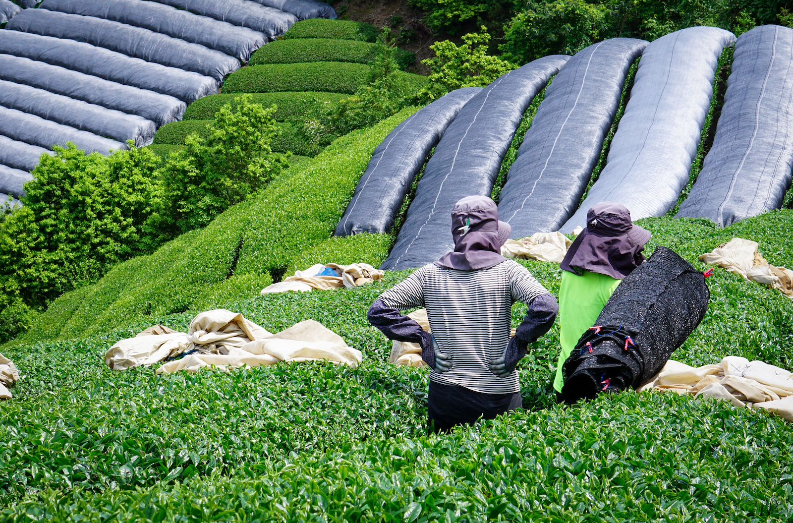Women working on the tea farms