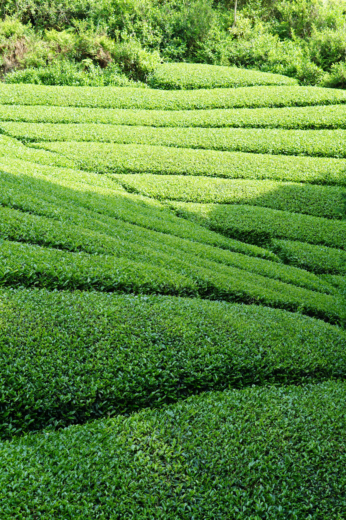Wazuka tea farm terraces